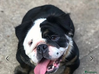 English Bulldog dogs - Advert 13