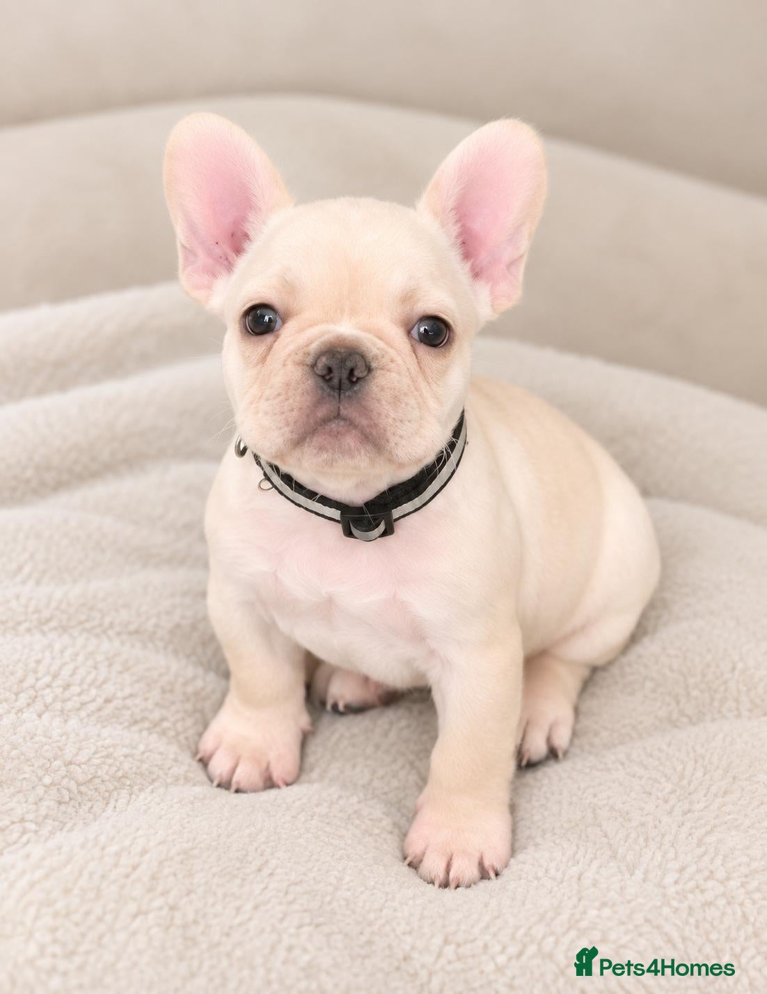 French Bulldog dogs KC REGISTERED FRENCHIE BOY - Advert 4
