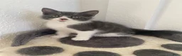 Mixed Breed cats for sale: Two lovely little girls  - Advert 3
