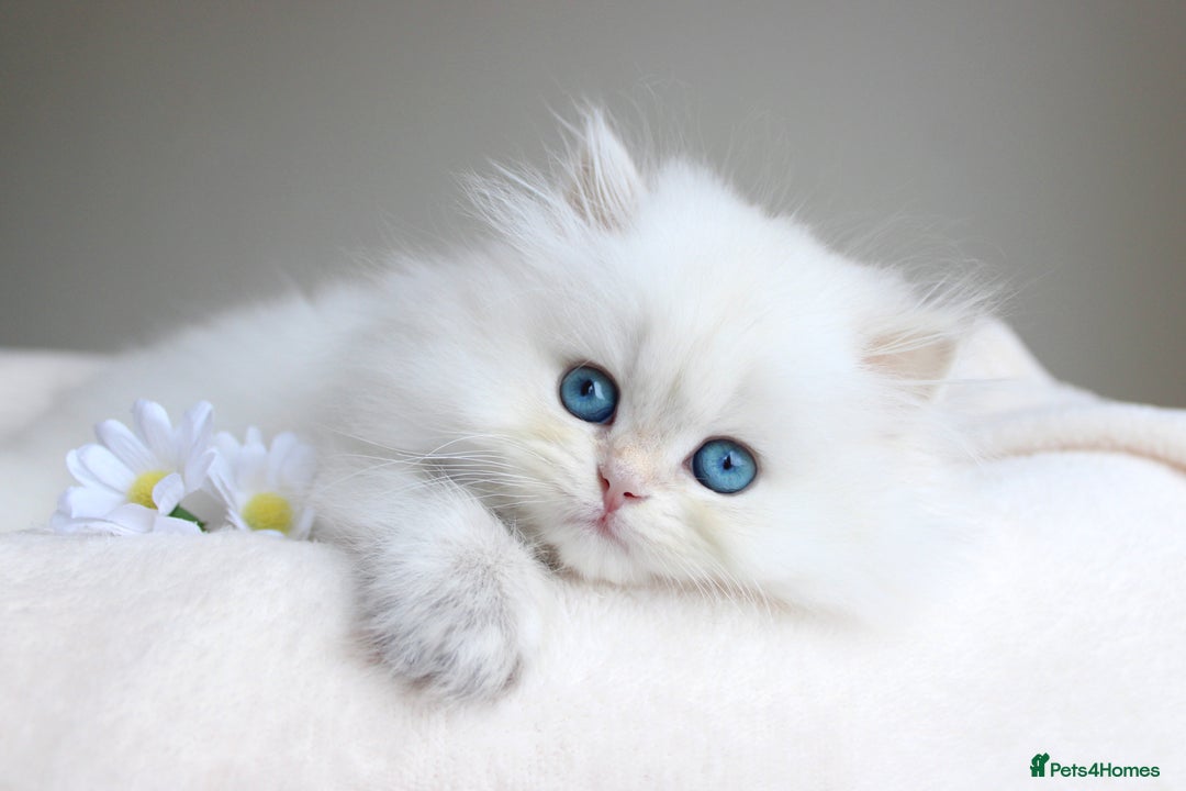 British Shorthair cats for sale: Show Class Precious Girl With Blue Eyes  - Image 4