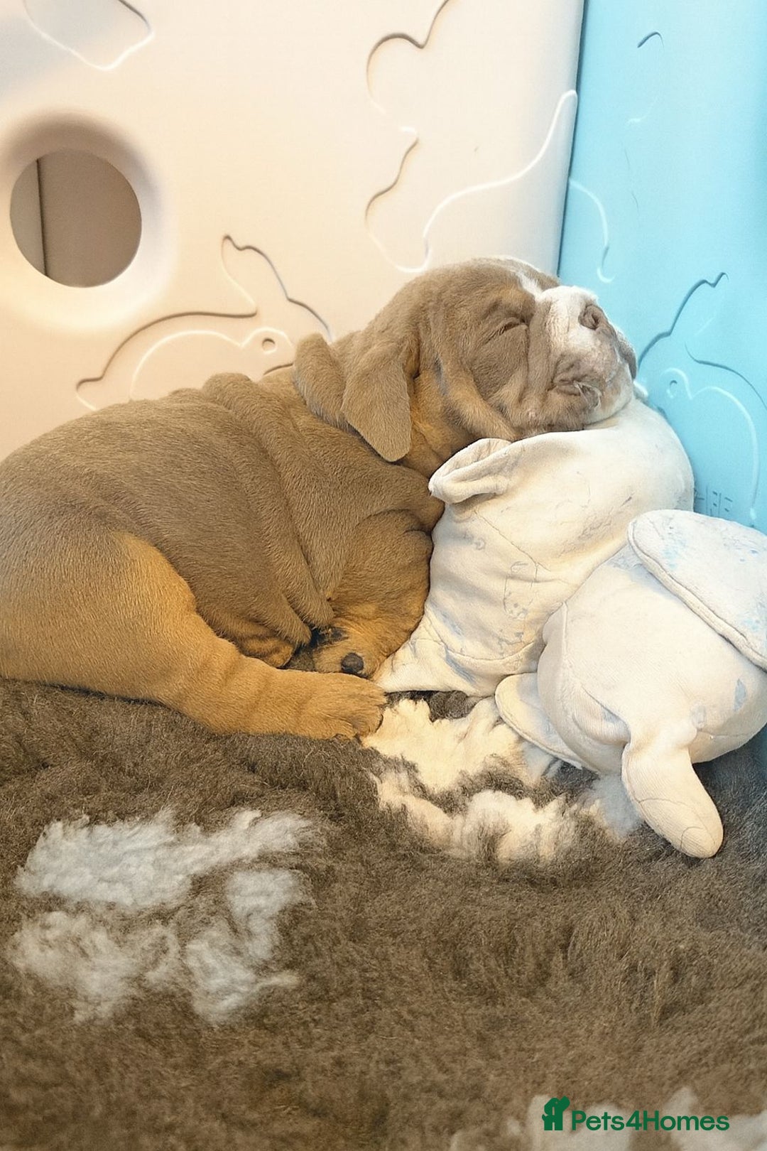 English Bulldog dogs for sale: English Bulldog Pups Fully health Tested Parents  - Advert 12