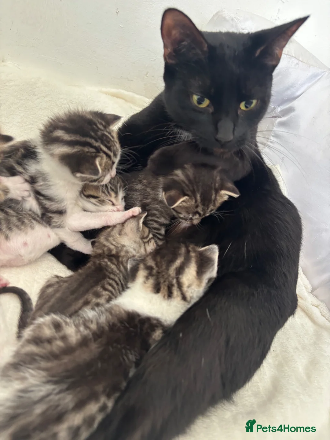 Mixed Breed cats for sale: Kittens for sale  in Corby - Advert 12