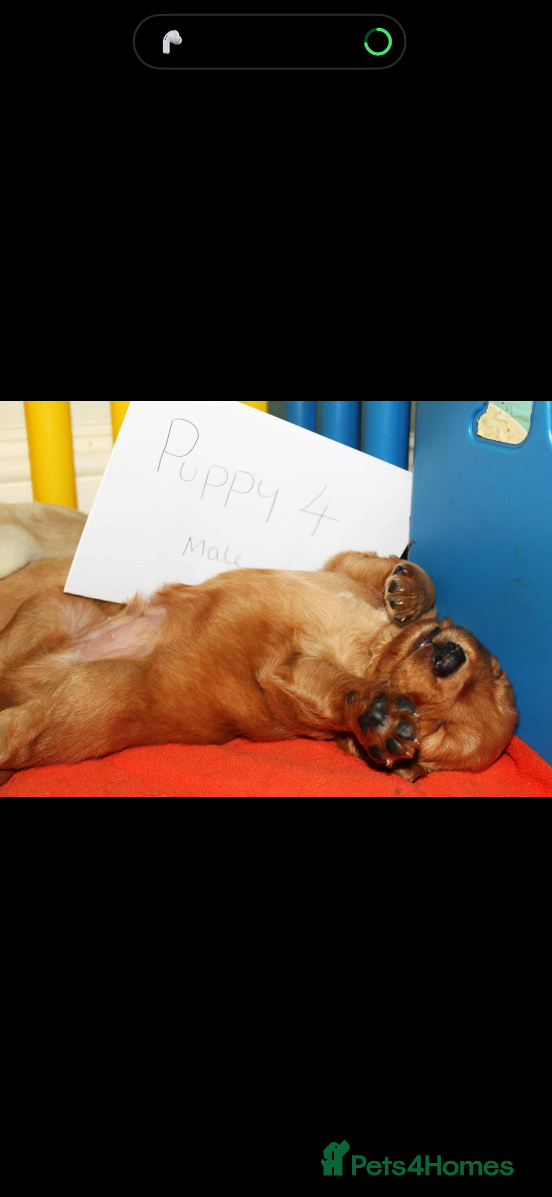 Cockerdor dogs for sale: Lovely Cockerdor puppies for sale  - Advert 27