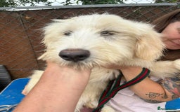 Mixed Breed dogs for adoption: Poppy - Norwich Norfolk  - Image 16