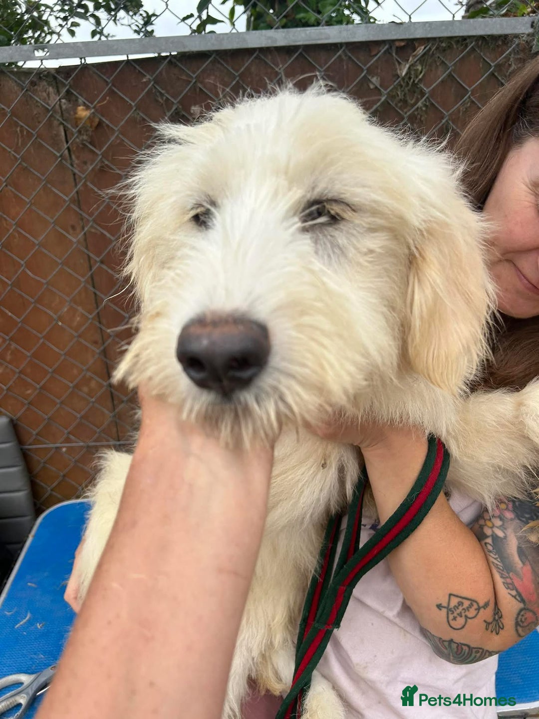 Mixed Breed dogs for adoption: Poppy - Norwich Norfolk  - Image 16