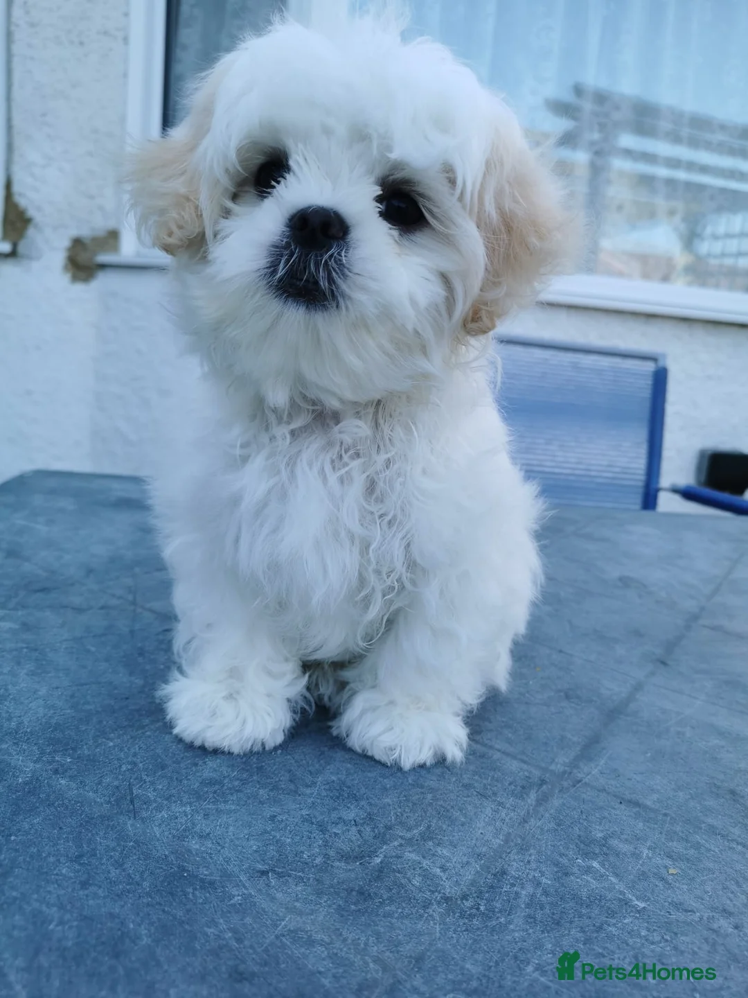 Shih Tzu dogs for stud: Shih Tzu experienced successful stud in Wembley - Advert 3