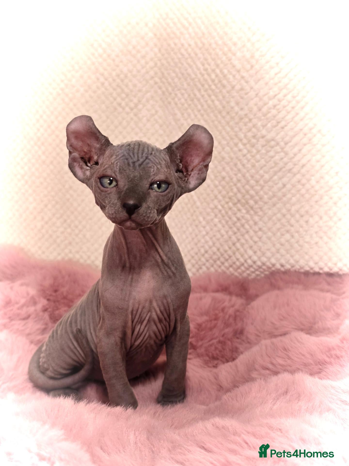 Sphynx cats 🐾 Gorgeous Sphynx Kittens – Reservations Open! 🐾 - Advert 1