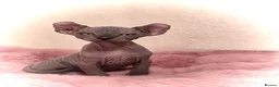 Sphynx cats for sale: 🐾 Gorgeous Sphynx Kittens – Reservations Open! 🐾 - Advert 1
