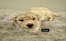 Maltipoo dogs for sale: Adorable F1B Merle** Maltipoo Puppies for sale - Image 22