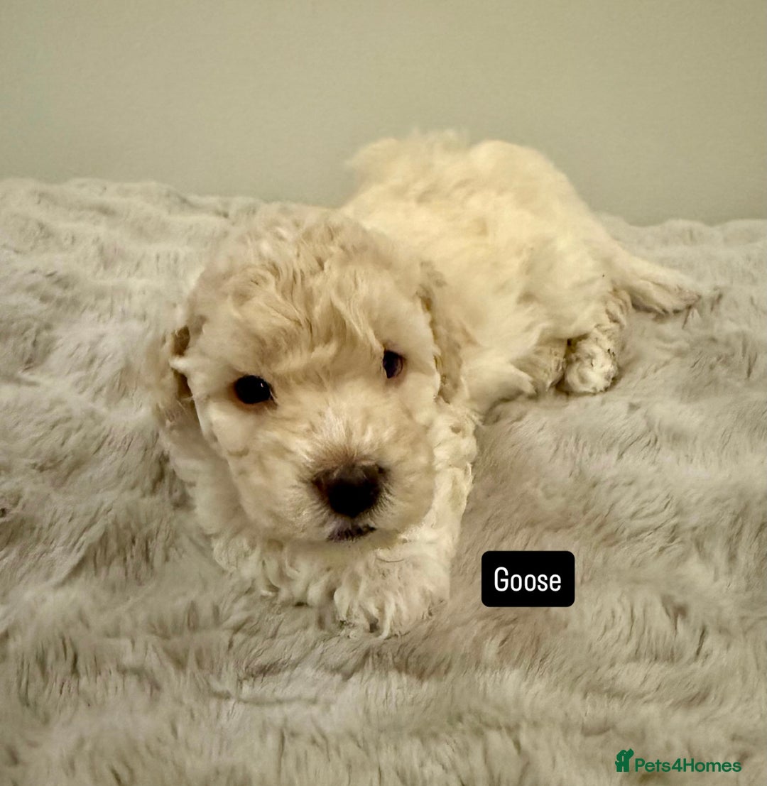 Maltipoo dogs for sale: Adorable F1B Merle** Maltipoo Puppies for sale - Image 22