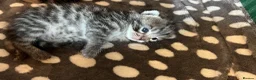 Bengal cats for sale: Bangal x kittens  - Advert 3