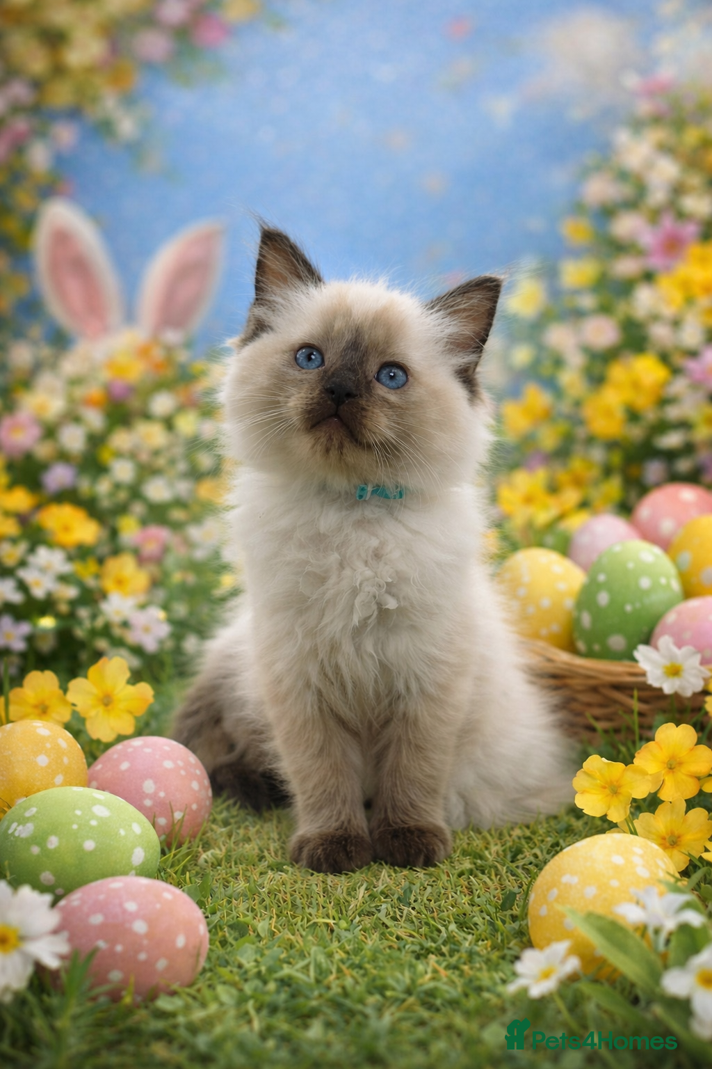 Ragdoll cats Gorgeous little girl 🐈 - Advert 7