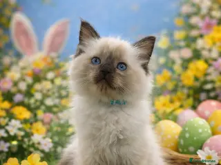 Ragdoll cats Gorgeous little girl 🐈 - Advert 7