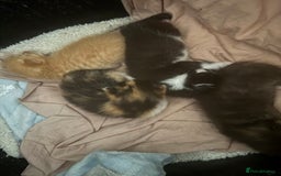 Mixed Breed cats for sale: Kittens - Image 10