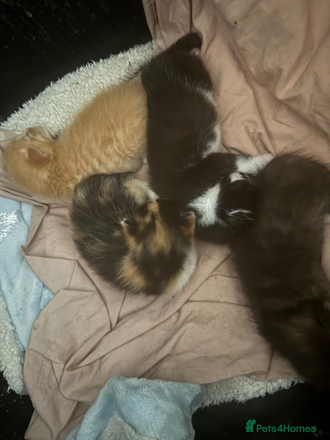 Mixed Breed cats for sale: Kittens - Image 10