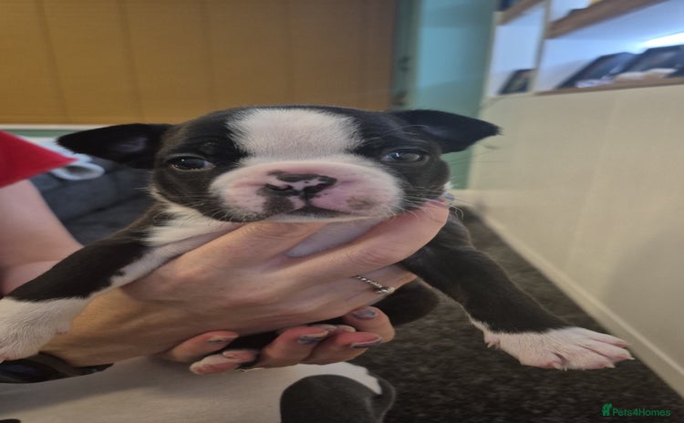 Boston Terrier dogs - Advert 1