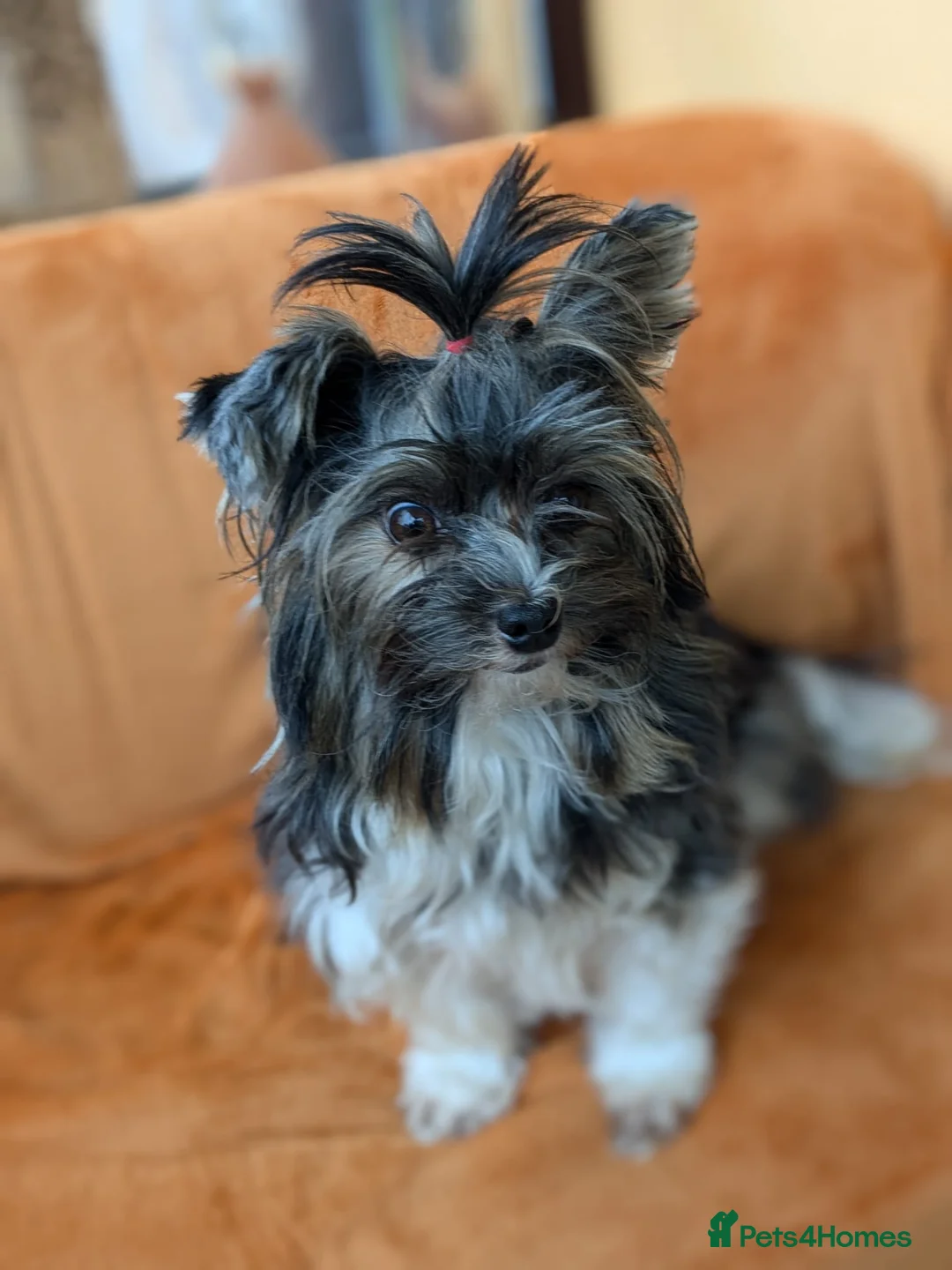 Yorkshire Terrier dogs for stud: Purebred BiewerTerrier/ColourfulYorkie Proven Stud in Merthyr Tydfil - Advert 31