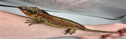 Gecko reptiles for sale: Proven breeder Red striped gargoyle gecko - Advert 7