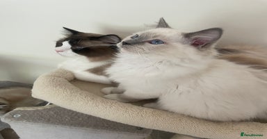 Ragdoll cats - Advert 8