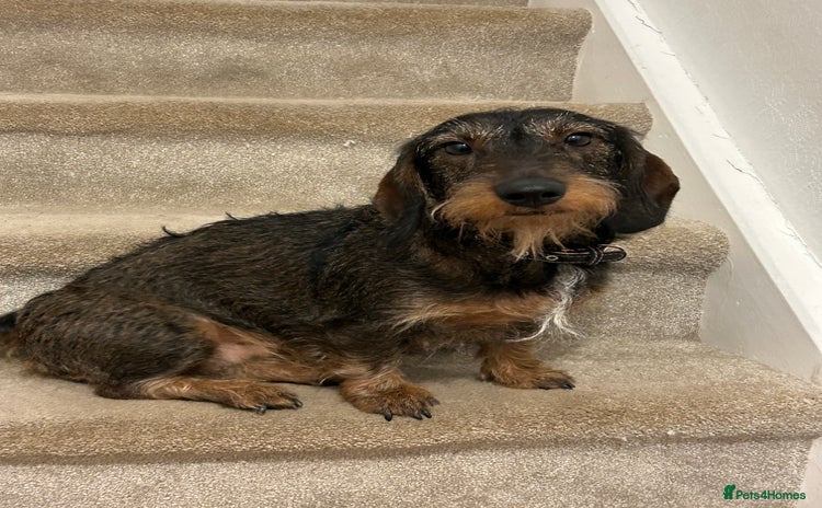 Dachshund dogs - Advert 1