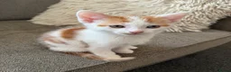 Mixed Breed cats for sale: X2 male ginger & white kittens  - Advert 3
