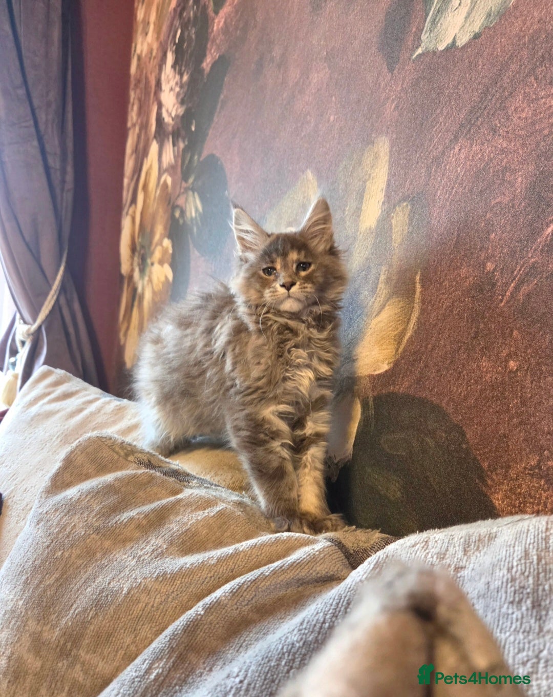 Maine Coon cats for sale: TiCA reg/Parents Fully Health Tested - Advert 3