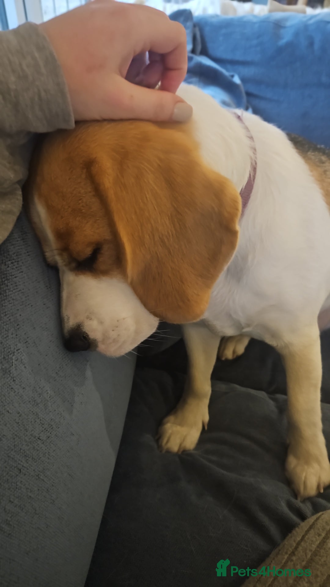 Beagle dogs for sale: Beautiful beagle girl - Advert 2