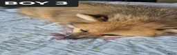Pomeranian dogs for sale: Fox face pomeranians - Advert 2