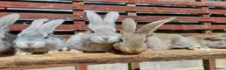 Continental Giant rabbits for sale: Continental giant rabbits babies kits - Advert 11