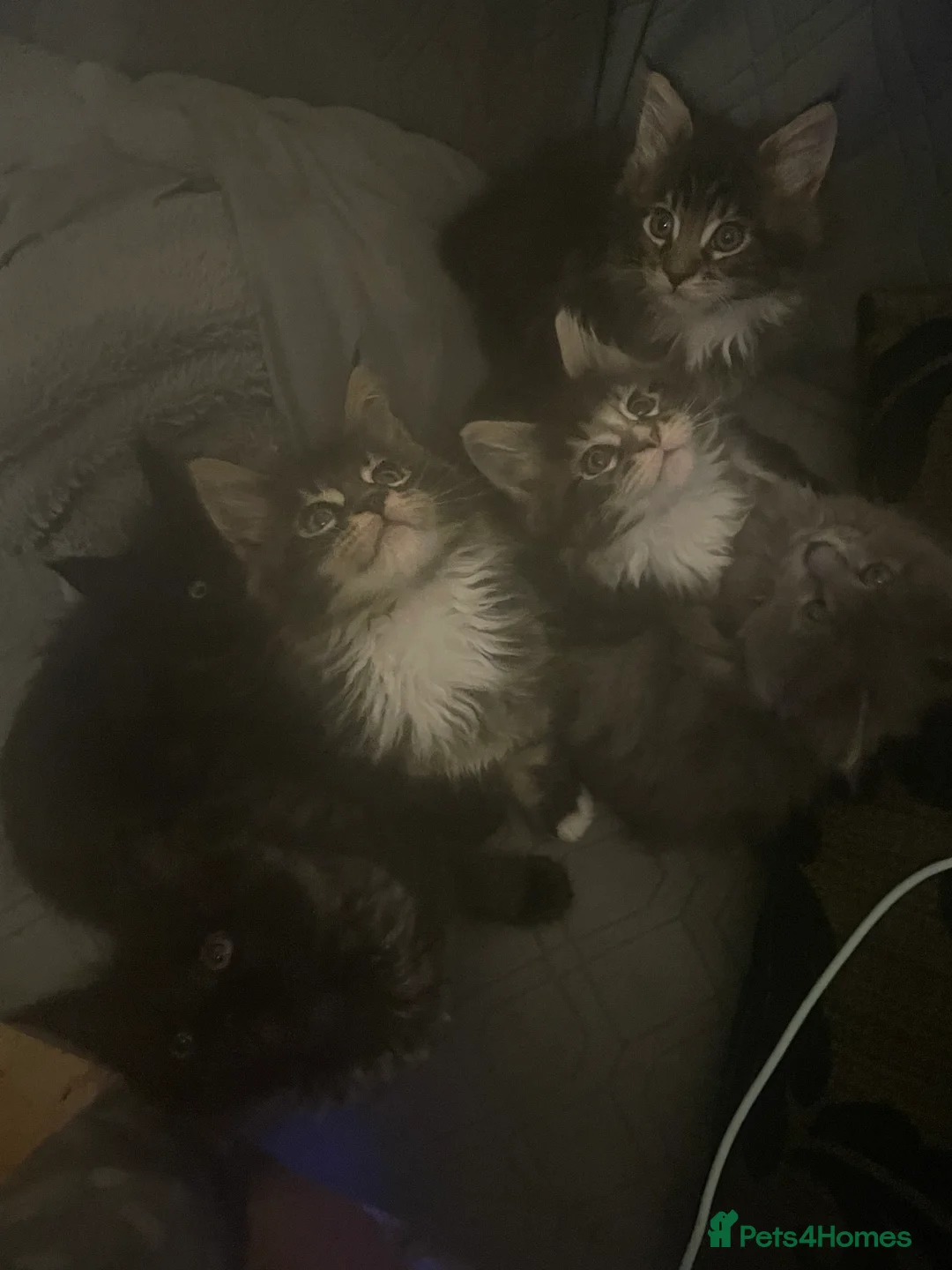 Maine Coon cats for sale: Maine coon kittens for sale ready now - Advert 10
