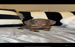 Miniature Dachshund dogs for sale:  READY NOW Quality minismooth haired dachshunds 🐾 - Image 1