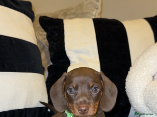 Miniature Dachshund dogs - Advert 6