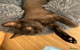 British Shorthair cats for sale: Full BSH kittens ready to leave now, 14 weeks old - Image 34