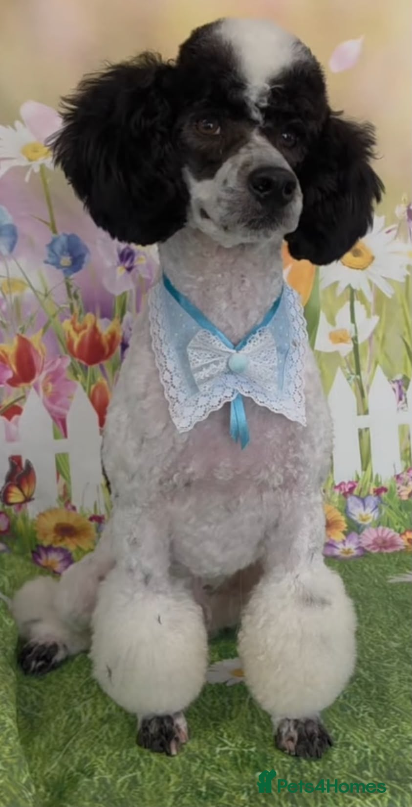 Cockapoo dogs 🐾 Beautiful F1bb Cockerpoo Puppies 🐾 - Advert 9