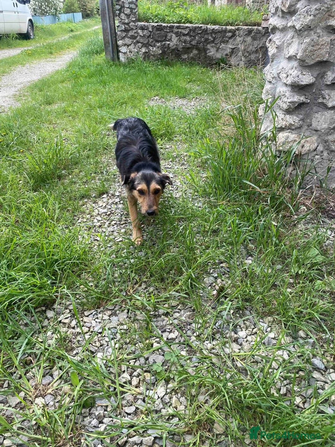 Mixed Breed dogs for adoption: 💖🐶 DAISY 🐶💖 - Image 10