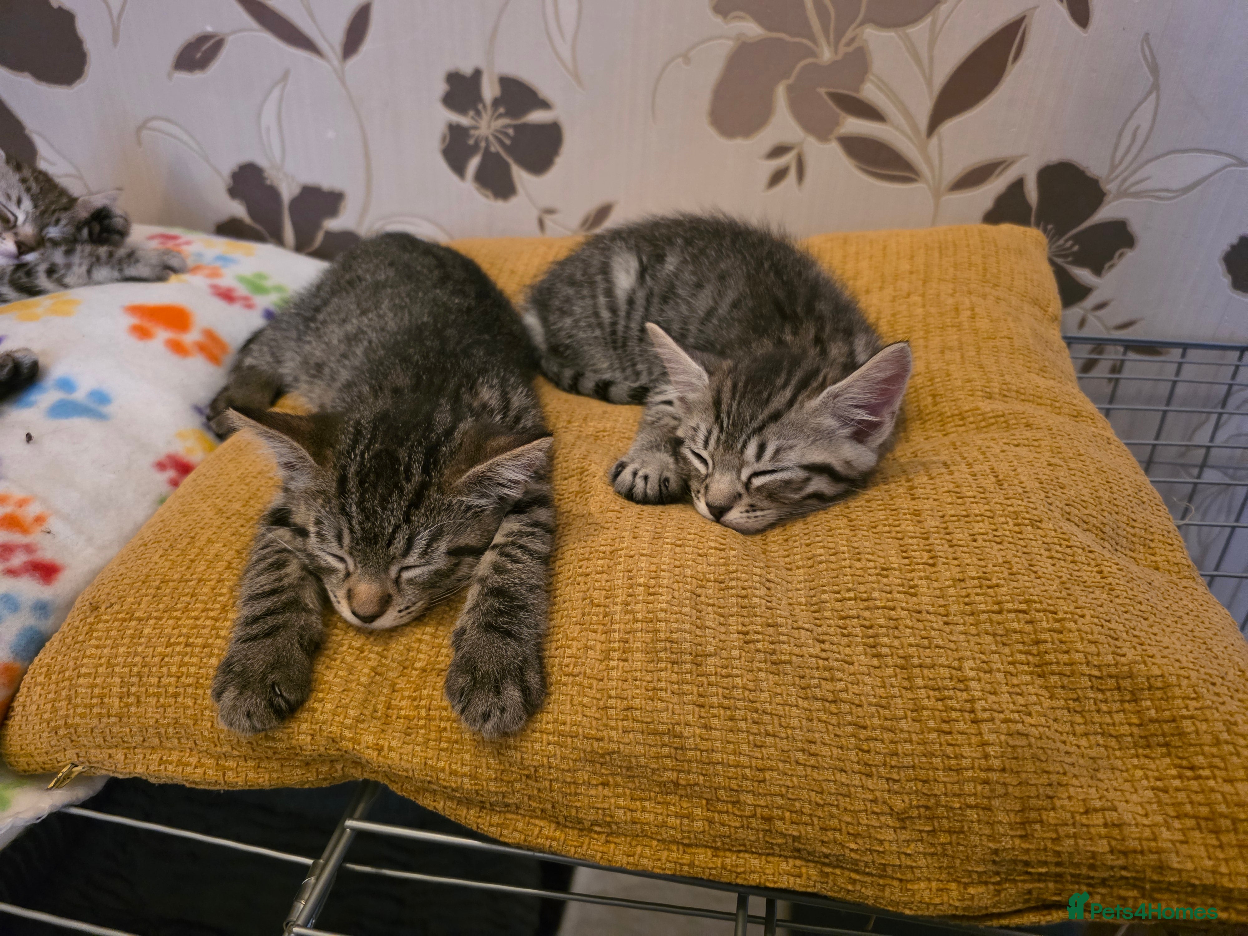 British Shorthair cats 2 male and one female kitten for sale - Advert 12