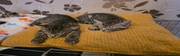 British Shorthair cats for sale: 2 male and one female kitten for sale - Advert 1