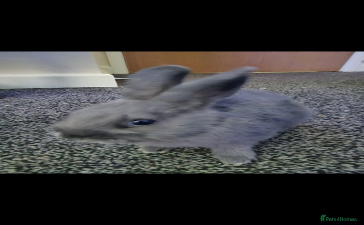 Netherland Dwarf rabbits - Advert 2