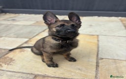 German Shepherd dogs for sale: Dark Sable German Shepherd Puppy (Male) - Advert 9