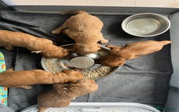 Mixed Breed dogs for sale: Beautiful Goldendoodle cross - Image 9