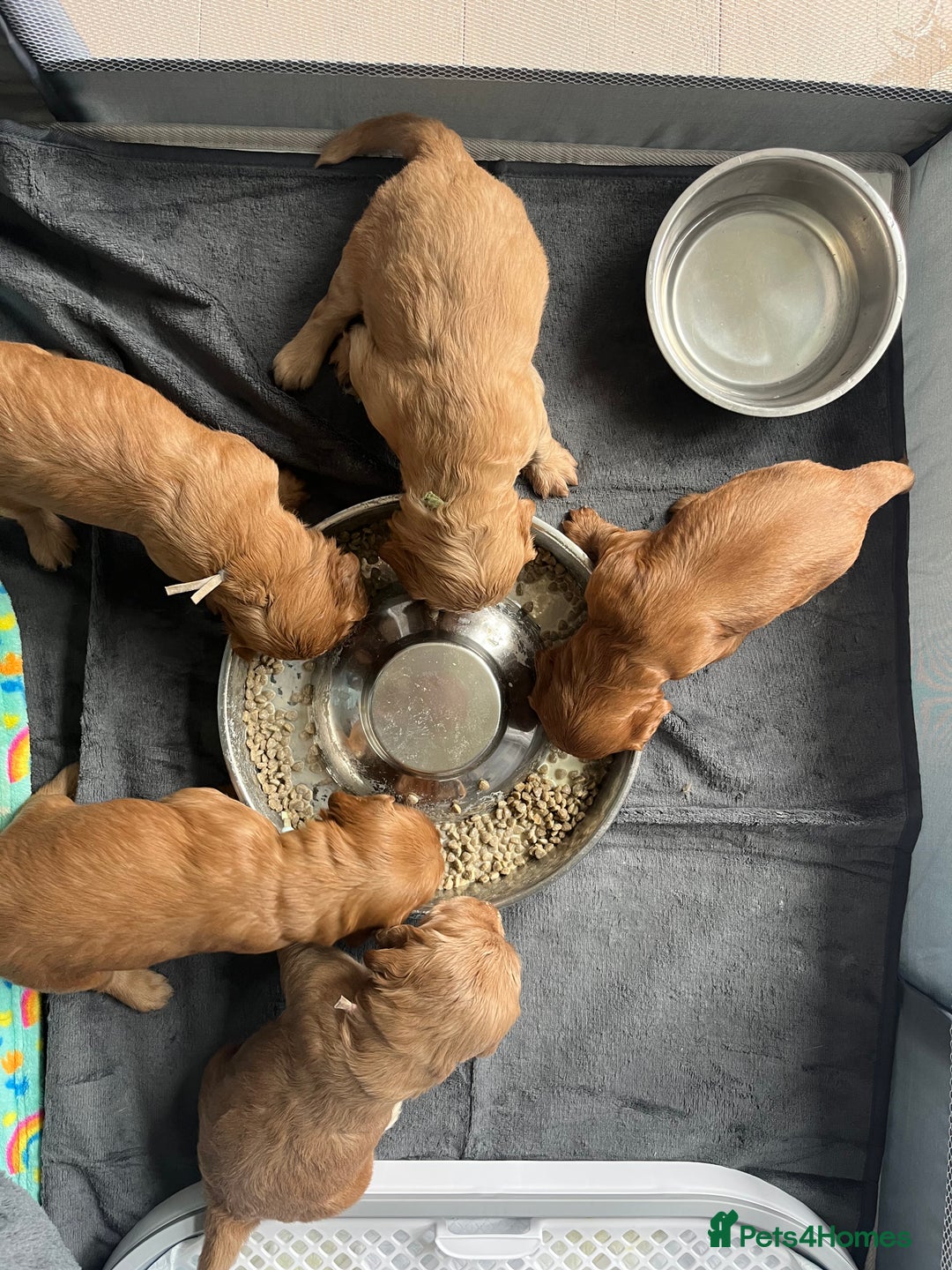Mixed Breed dogs for sale: Beautiful Goldendoodle cross - Image 9