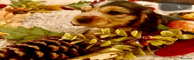 Cocker Spaniel 4