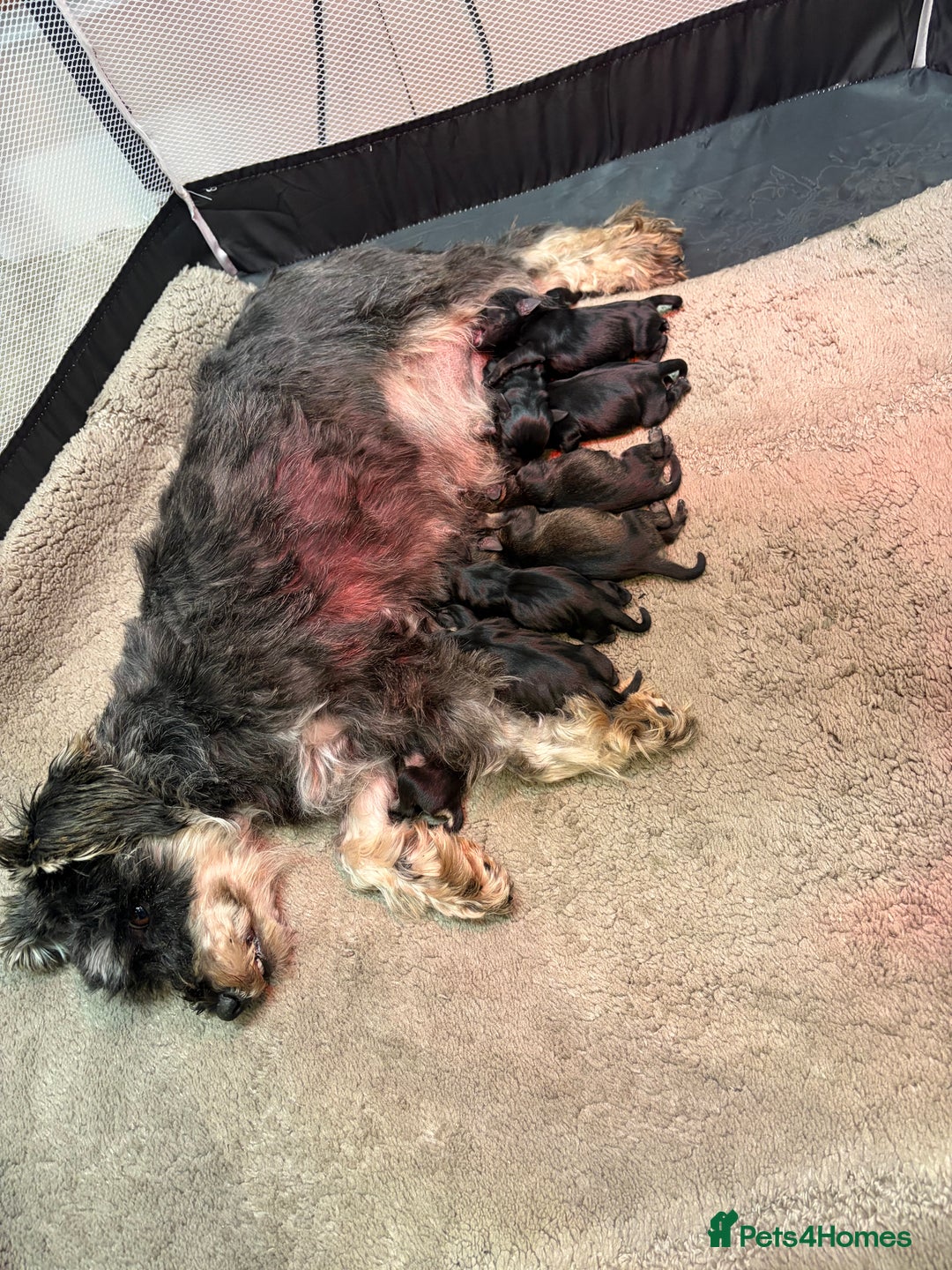 Miniature Schnauzer dogs for sale: Miniature schnauzers  - Advert 9