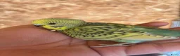 Budgerigars birds for sale: budgies - Advert 4