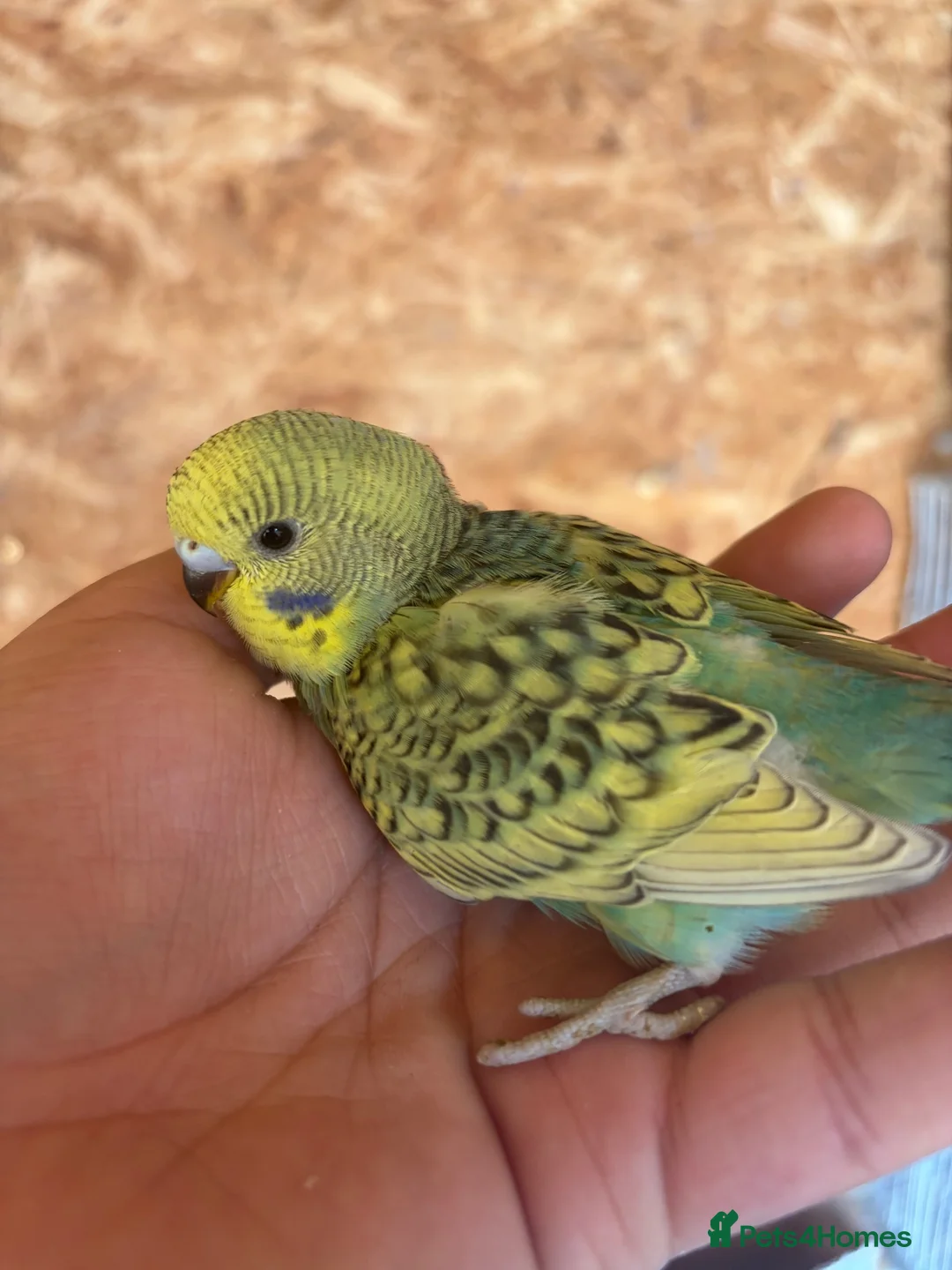 Budgerigars birds for sale: budgies - Advert 4