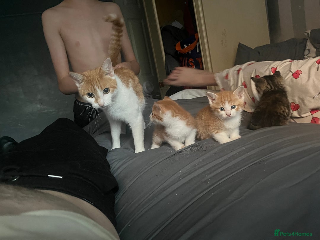 Mixed Breed cats for sale: Kittin 2 ginger males  - Image 3
