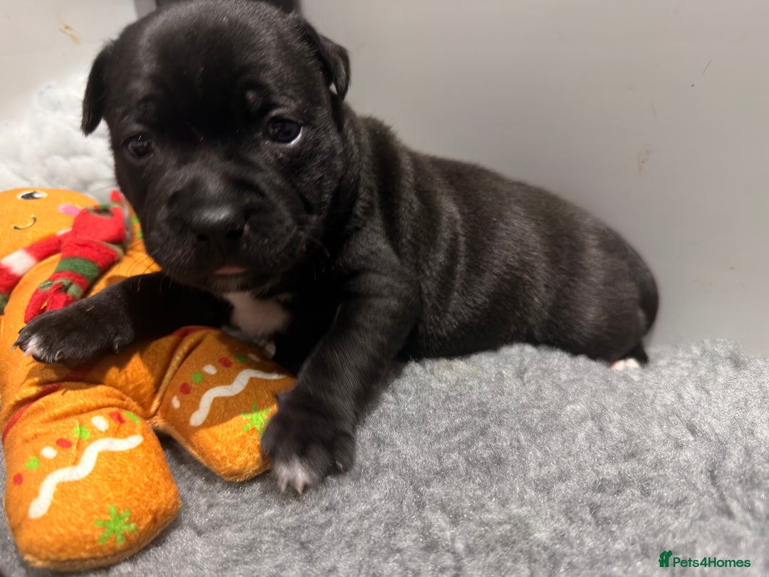 Staffordshire Bull Terrier dogs for sale: Staffordshire bull Terrier CHAMPION BLOODLINE  - Image 18