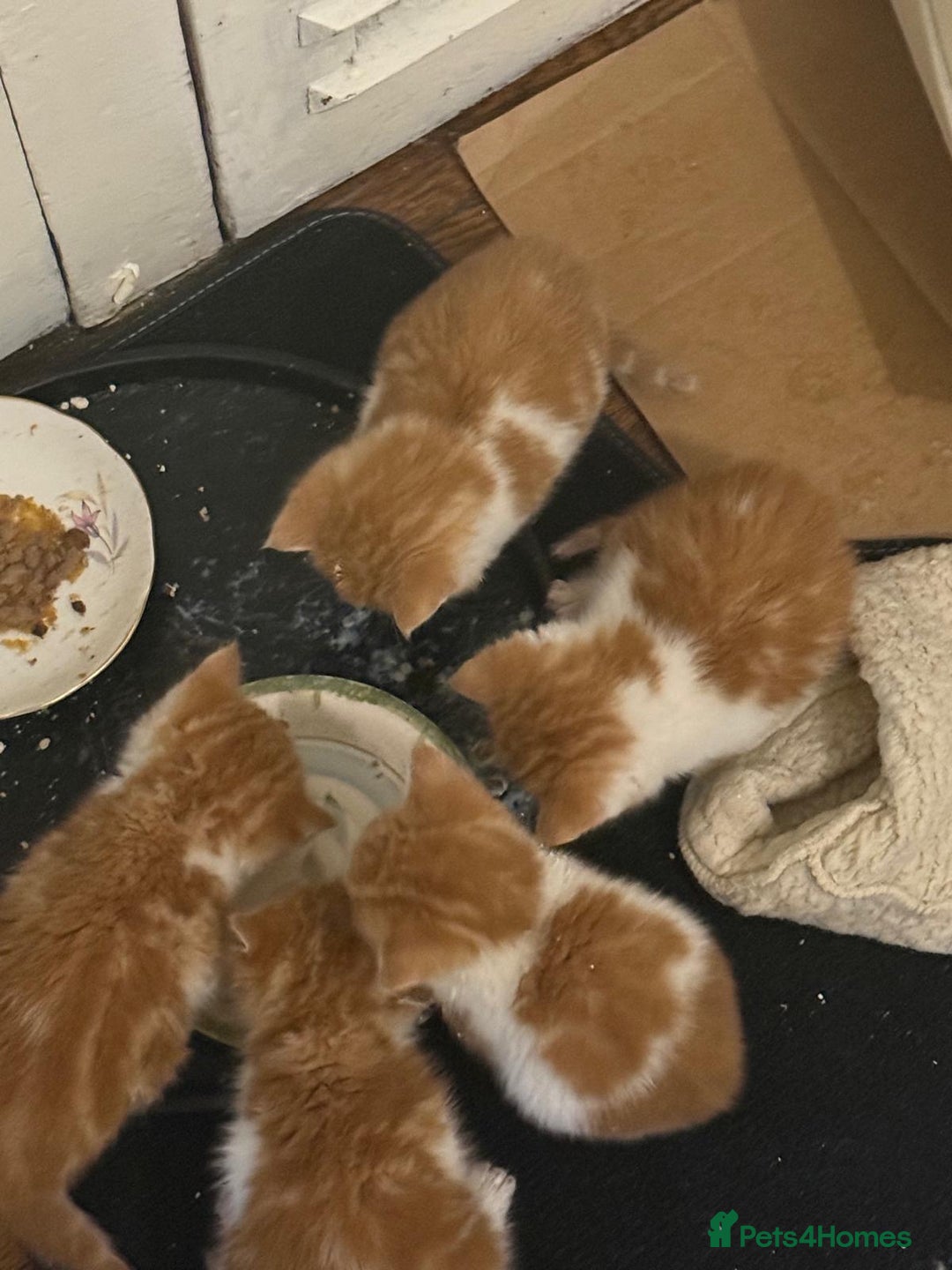 Mixed Breed cats for sale: 5 KITTENS IN SEARCH OF THEIR FOREVER HOMES  - Advert 13