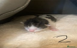 Mixed Breed cats for sale: 6 kittens looking for their forever homes  - Image 6