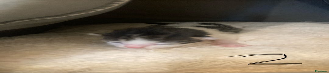 Mixed Breed Kitten 2